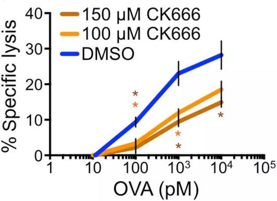 CK666作用下，T細(xì)胞對(duì)靶細(xì)胞裂解能力明顯下降